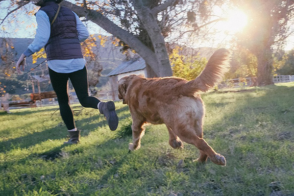 Hund und Mensch laufen bei Sonnenschein über eine Wiese